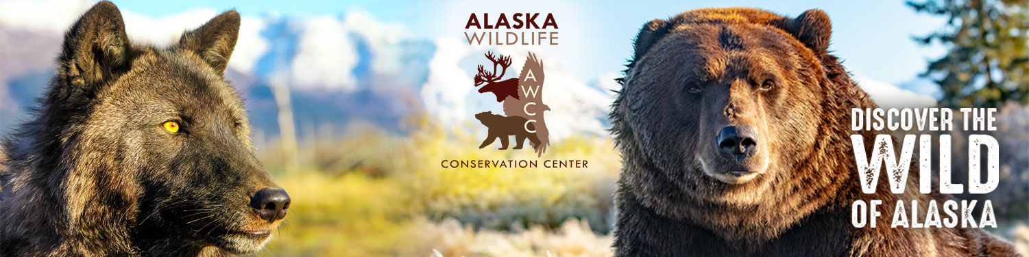 Brown Bears - Alaska Wildlife Conservation Center