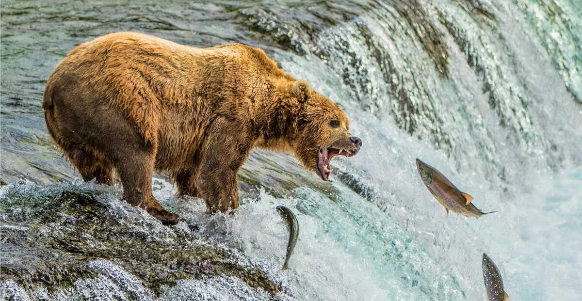 Fat Bear Week in Katmai National Park Alaska