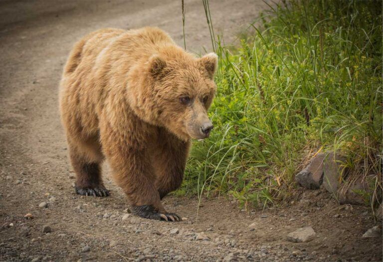 Grizzly bear in Denali National Park in June