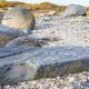 petroglyph beach wrangell